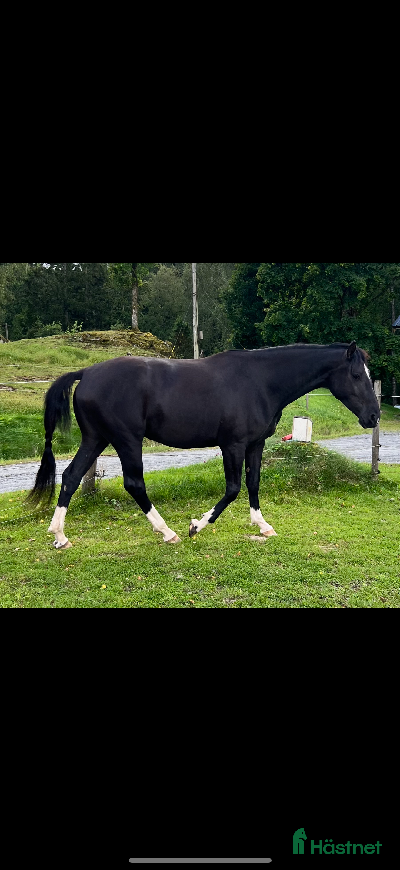  hästar 4-årigt sto SWB - Annons 18