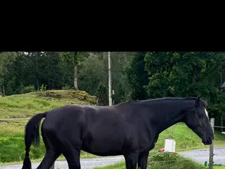 hästar 4-årigt sto SWB - Annons 18