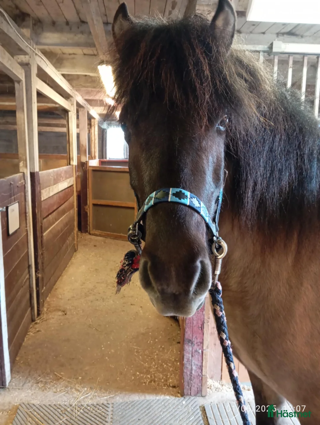 Island hästar till salu: Stor vacker Islandsvalack - Annons 3