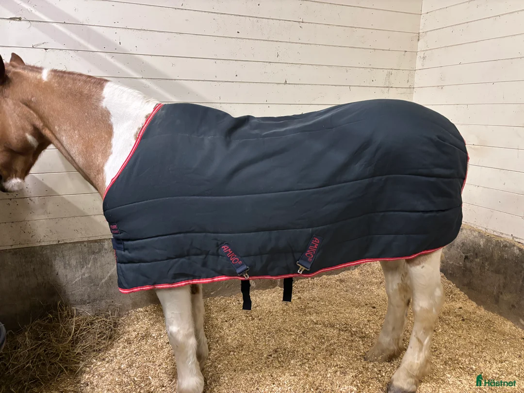 Täcken hästutrustning till salu: Horseware Amigo C-ponny i Oxelösund - Annons 7