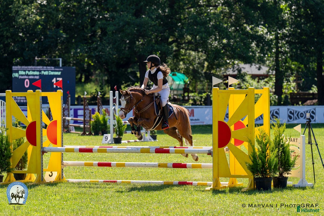 Hoppning hästar till salu: Welsh pony for sport i Stockholm - Annons 5