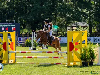 hästar Welsh pony for sport - Annons 1