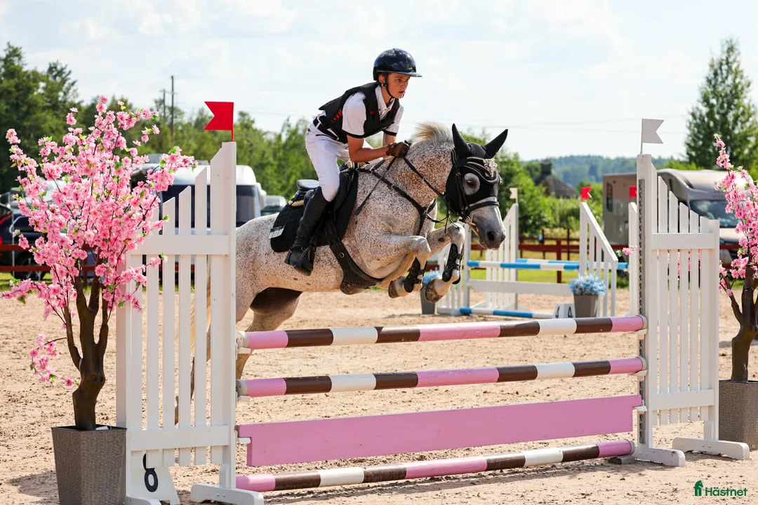 Hoppning hästar till salu: Säljes förmånligt pga ryttarbrist - Annons 1