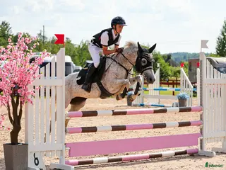 hästar Säljes förmånligt pga ryttarbrist - Annons 3