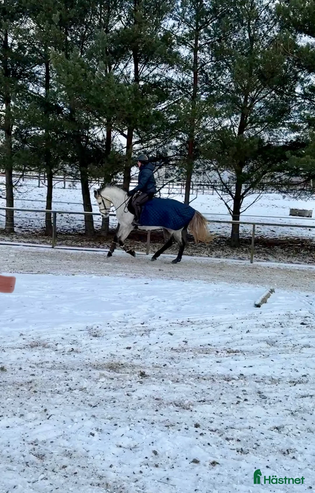 Hoppning hästar till salu: Kvalitetsponnyer och bästa vänner i Munka-ljungby - Annons 4