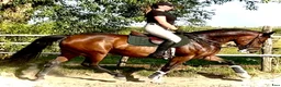 Allround hästar till salu: Mila – 10-Year-Old Beautiful Versatile Family Mare - Annons 12