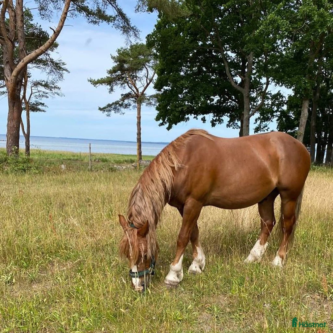 Allround hästar till salu: Söker varaktigt hem i Färjestaden - Annons 3