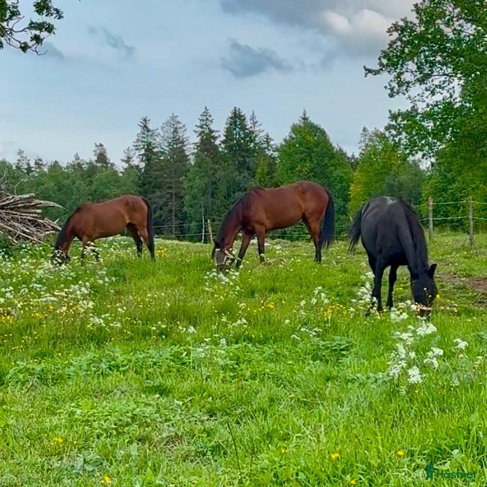  hästar Sällskapshäst sökes - Annons 16