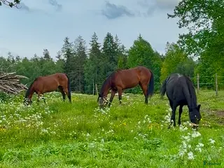 hästar Sällskapshäst sökes - Annons 16
