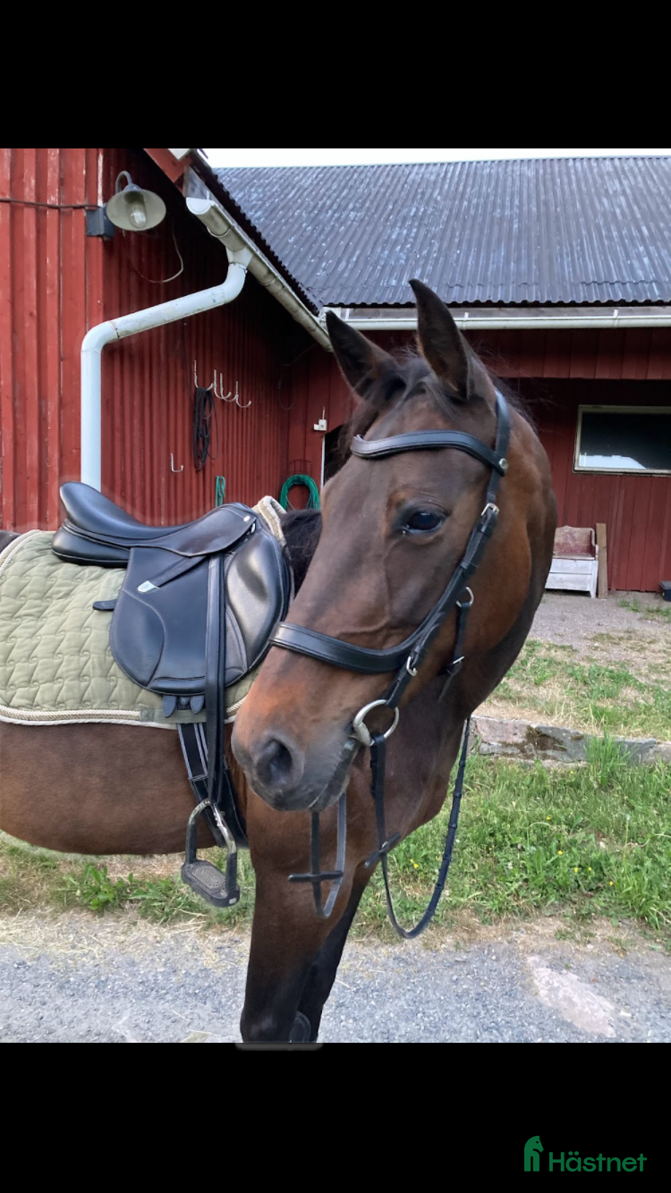  hästar Fina Ella - Annons 13