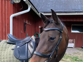 hästar Fina Ella - Annons 13