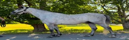 Allround hästar till salu: Welsh valack C-ponny i Skruv - Annons 4