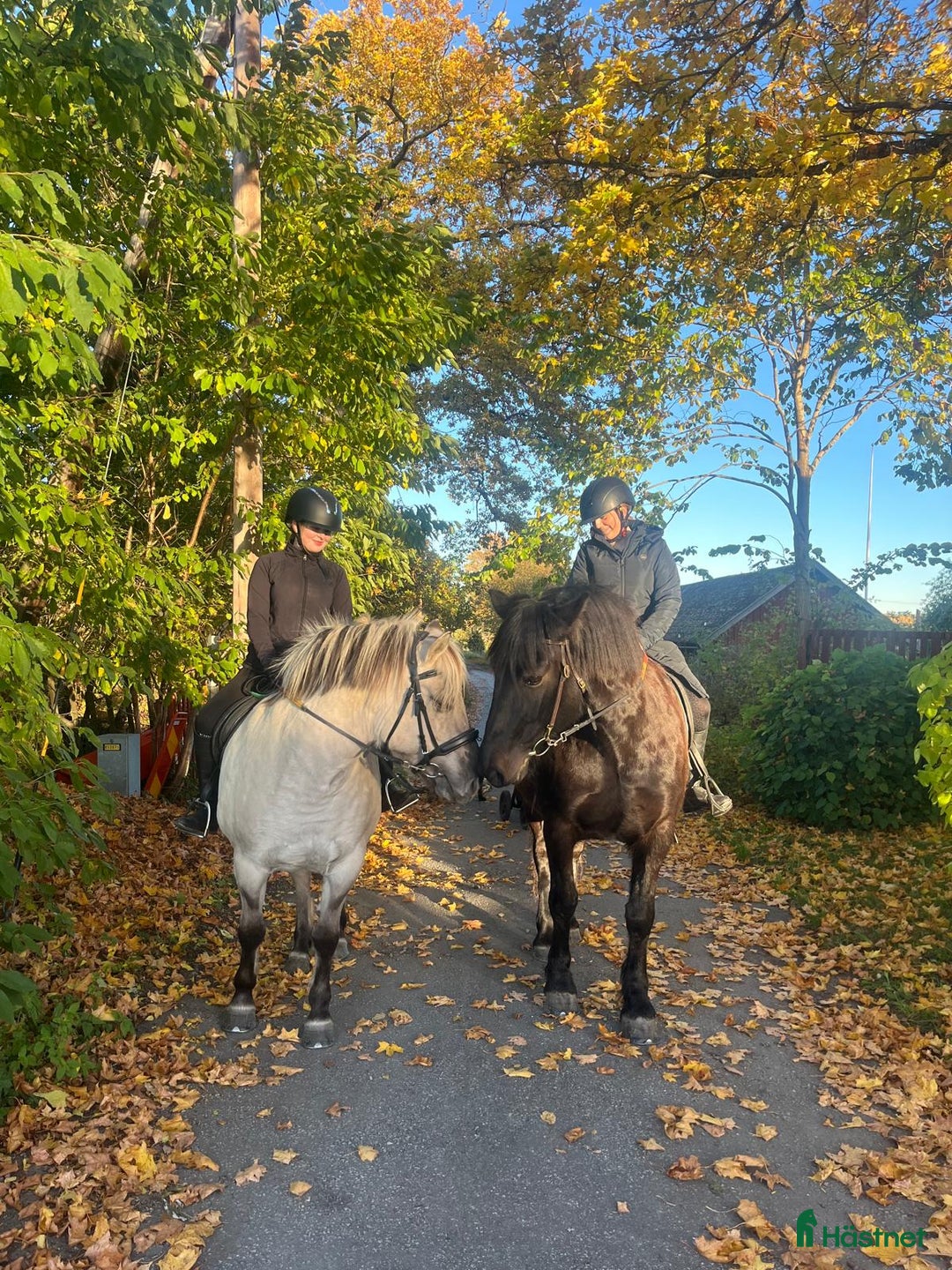  medryttarhäst finnes: 4 trygga hästar i Märsta söker medryttare i Märsta - Annons 9