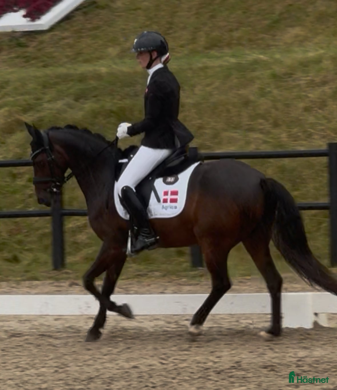  hästar Rutinerad mästerskapsponny, fantastisk läromästare - Annons 4