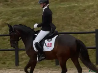 hästar Rutinerad mästerskapsponny, fantastisk läromästare - Annons 4