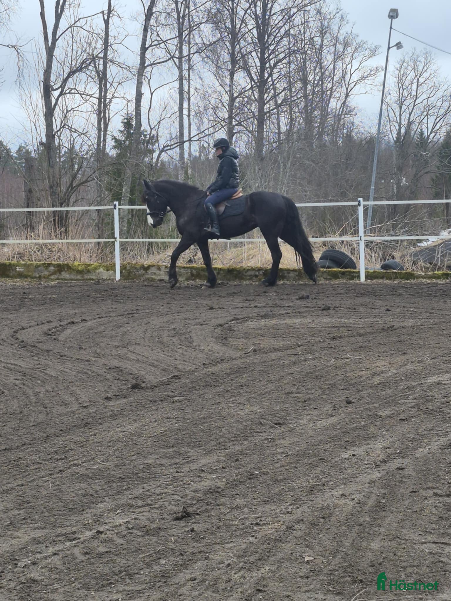  hästar Vackert kallblod med potential  - Annons 2