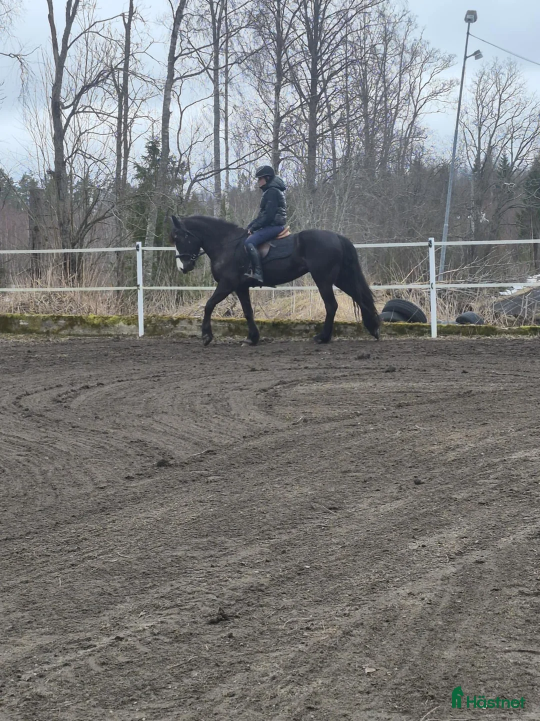 Allround hästar till salu: Vackert kallblod med potential  - Annons 2