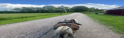 Körning hästar till salu: Arbetsvillig häst till vuxen  - Annons 3