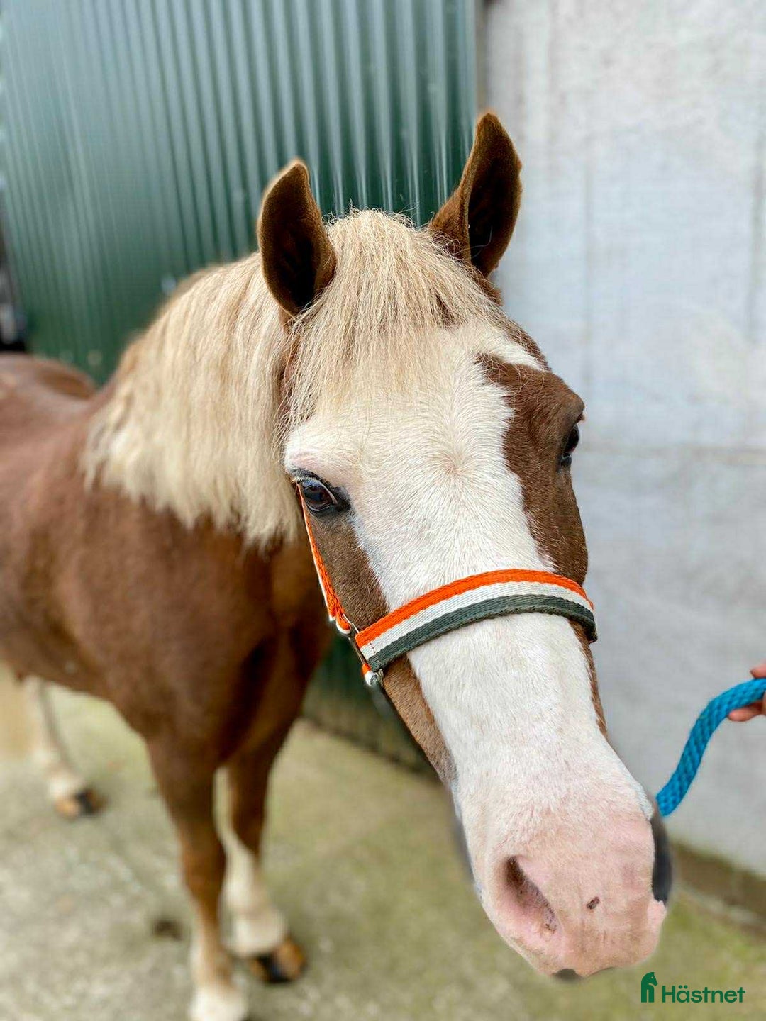 Allround hästar till salu: Allrounder ponies i Ljungby - Annons 19