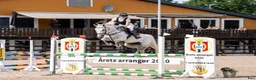 Hoppning hästar till salu: Fantastisk spranghest - Annons 3