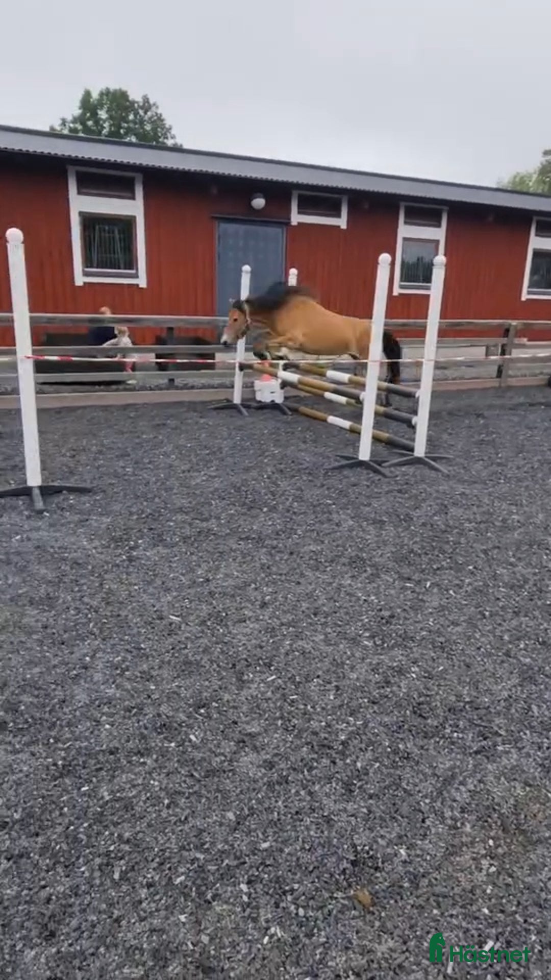 Allround hästar till salu: *Sänkt pris* Russto f. 2020, ca 122 cm i Gusum - Annons 3