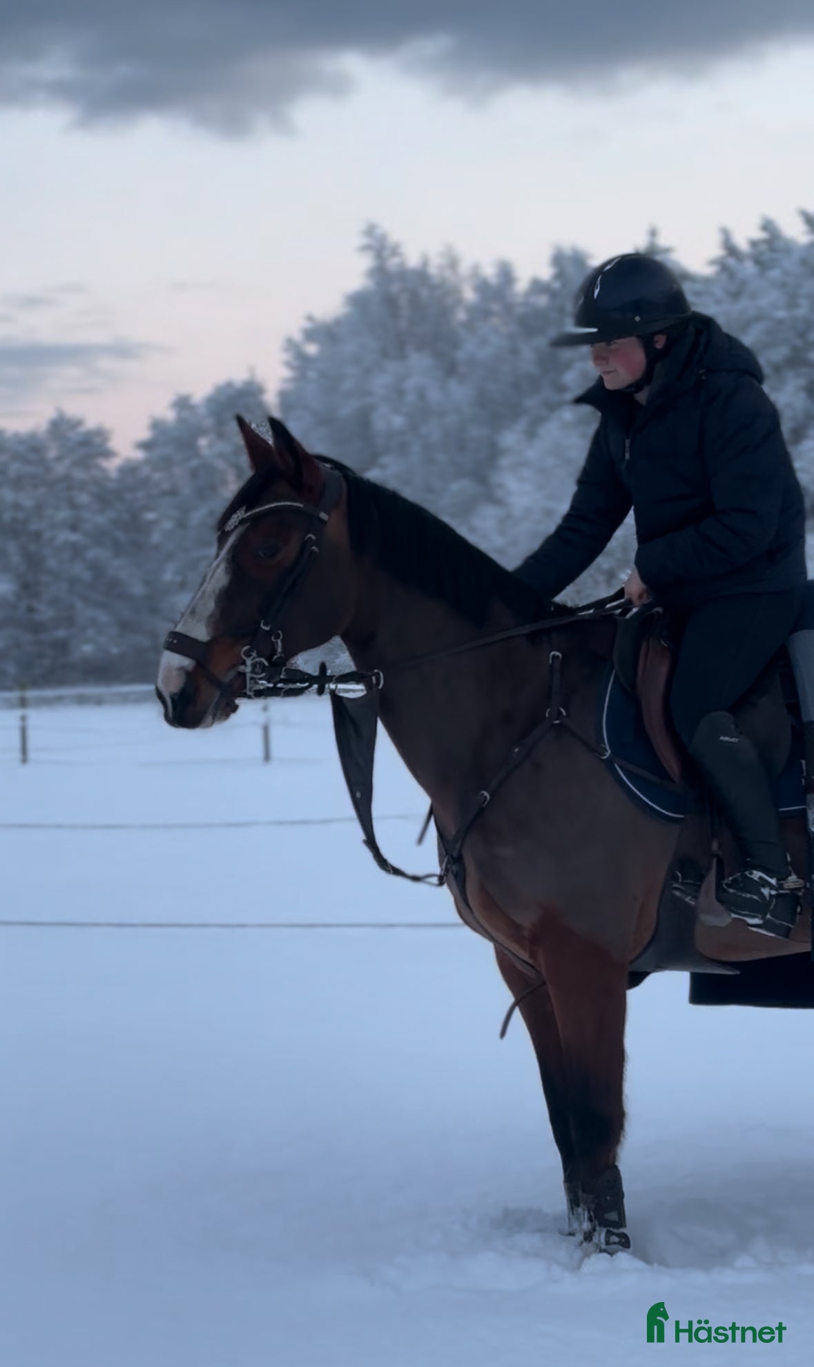  hästar Storhäst i ponnyformat ⭐️ - Annons 2