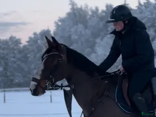 hästar Storhäst i ponnyformat ⭐️ - Annons 2