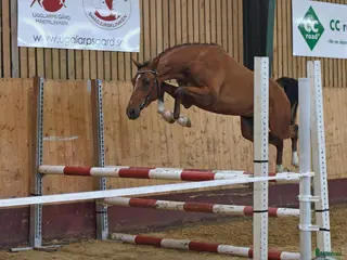 stallplats Söker boxplatser - Annons 4