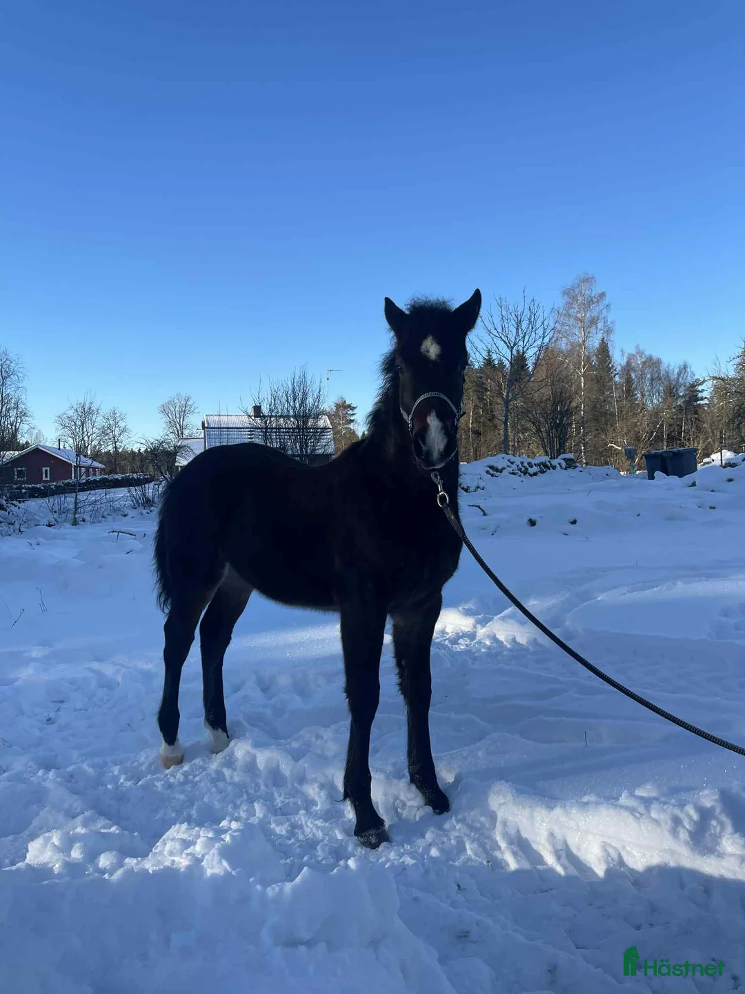 Allround hästar till salu: Charmig welsh partbred hingst 🌟 - Annons 2