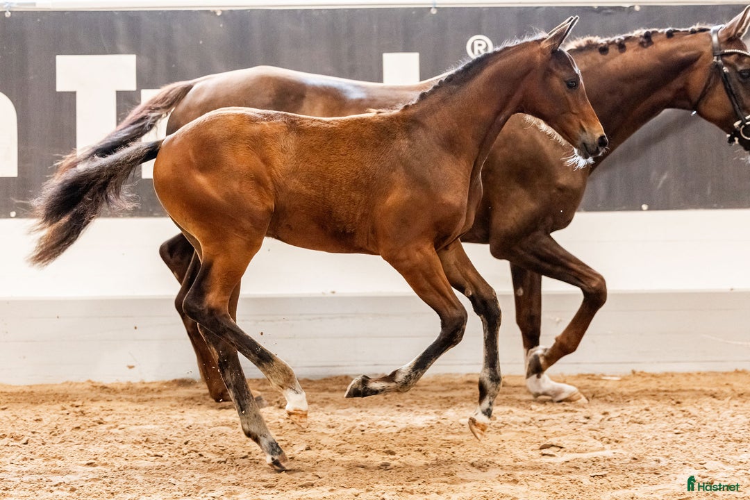 Dressyr hästar till salu: Fölchampionatdeltagare e. Bruksprovsvinnare 💫 i Eskilstuna - Annons 7