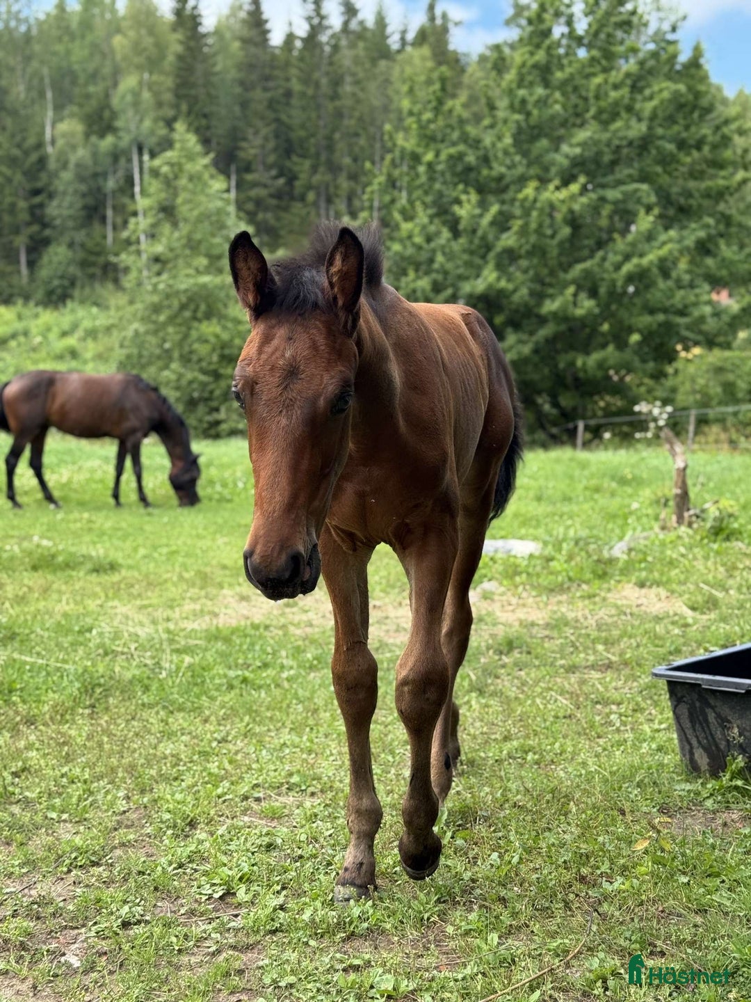 Hoppning hästar till salu: Snygg kille för framtiden i Säter - Annons 3
