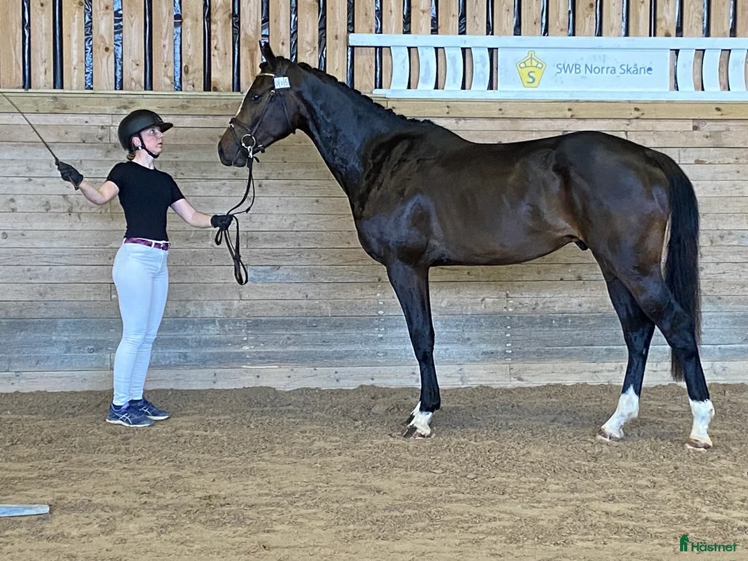 Fälttävlan hästar till salu: Snygg 3-åring, hopp/fälttävlan e. Cannobio - Annons 2