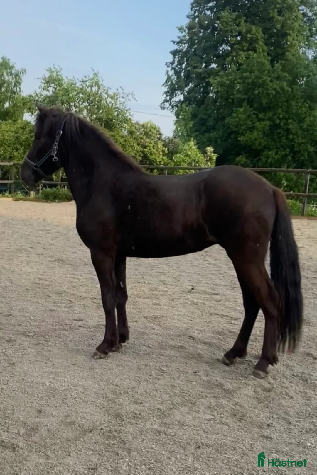 Island hästar till salu: Vackert mkt lovande sto -22 i Fagersta - Annons 2