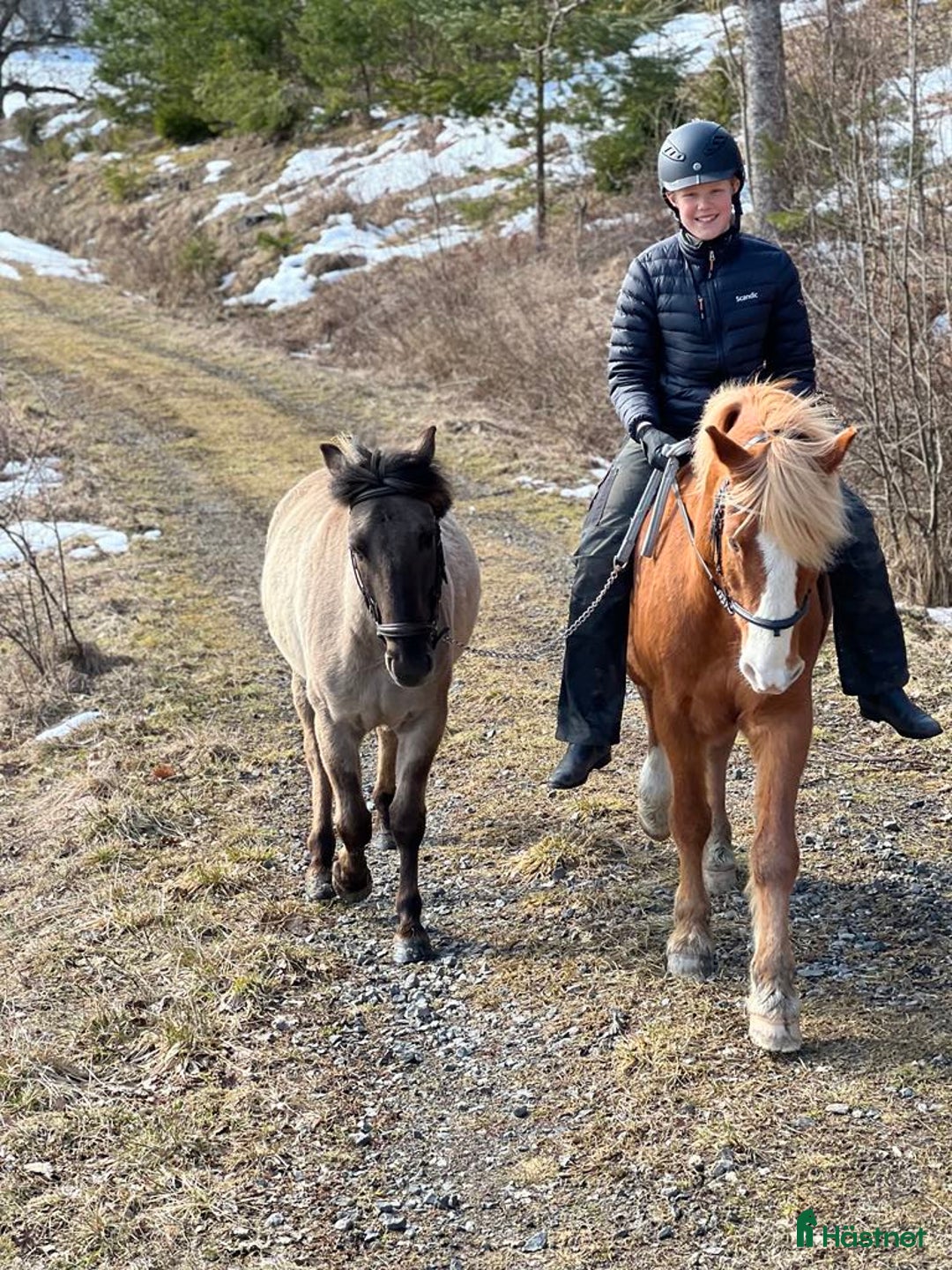 Allround hästar till salu: Nicko i Norrköping - Bild 4