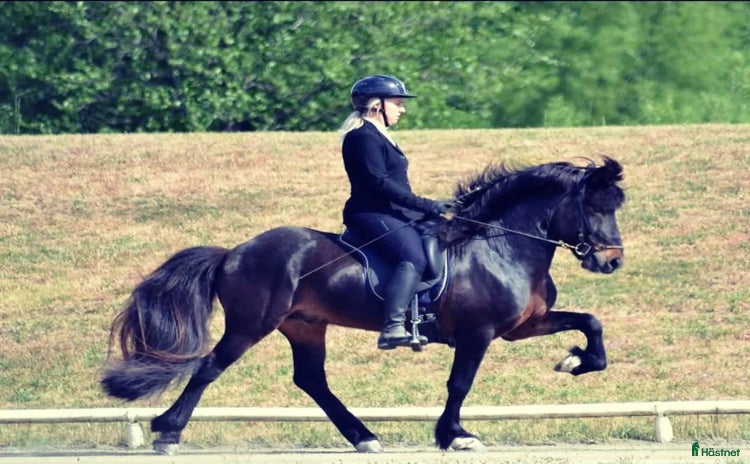  hästar i Sölvesborg - Annons 18