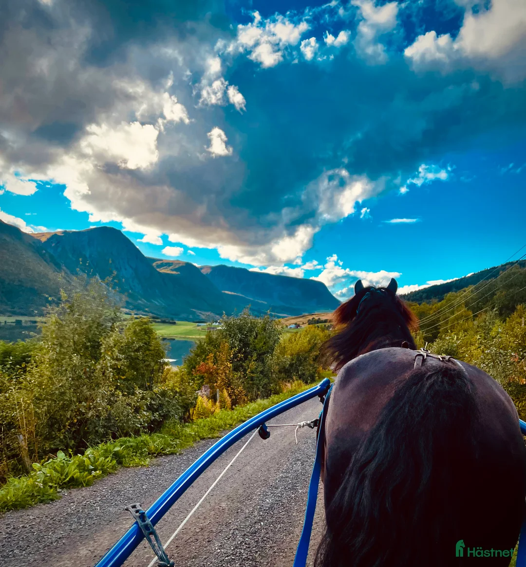 Trav hästar till salu: Kaldblodstraver selges i Harstad - Annons 7