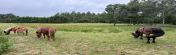  stallplats finnes: Lösdrift till islandshäst finnes!  - Annons 16