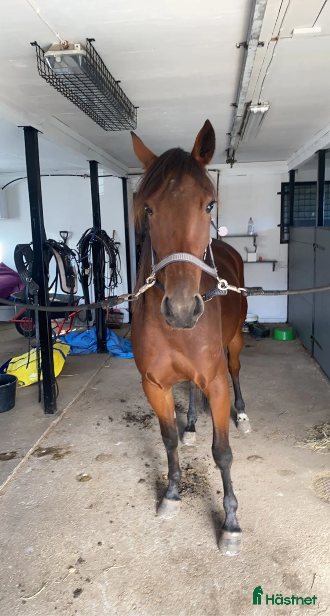 Allround hästar till salu: Sto född 2019 med toppstam i Linghem - Annons 2