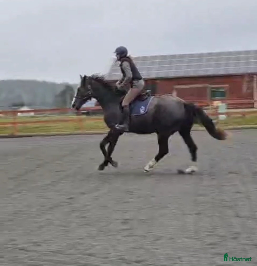 Hoppning hästar till salu: Snygg kille för framtiden i Jönåker - Annons 3