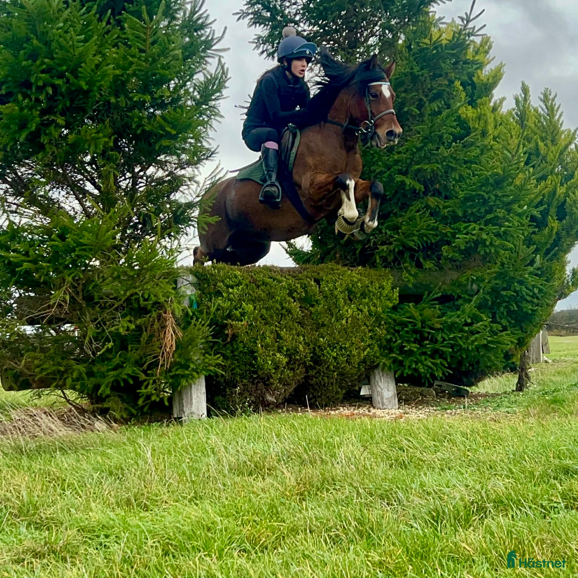  hästar Power pony vurderes solgt - Annons 3