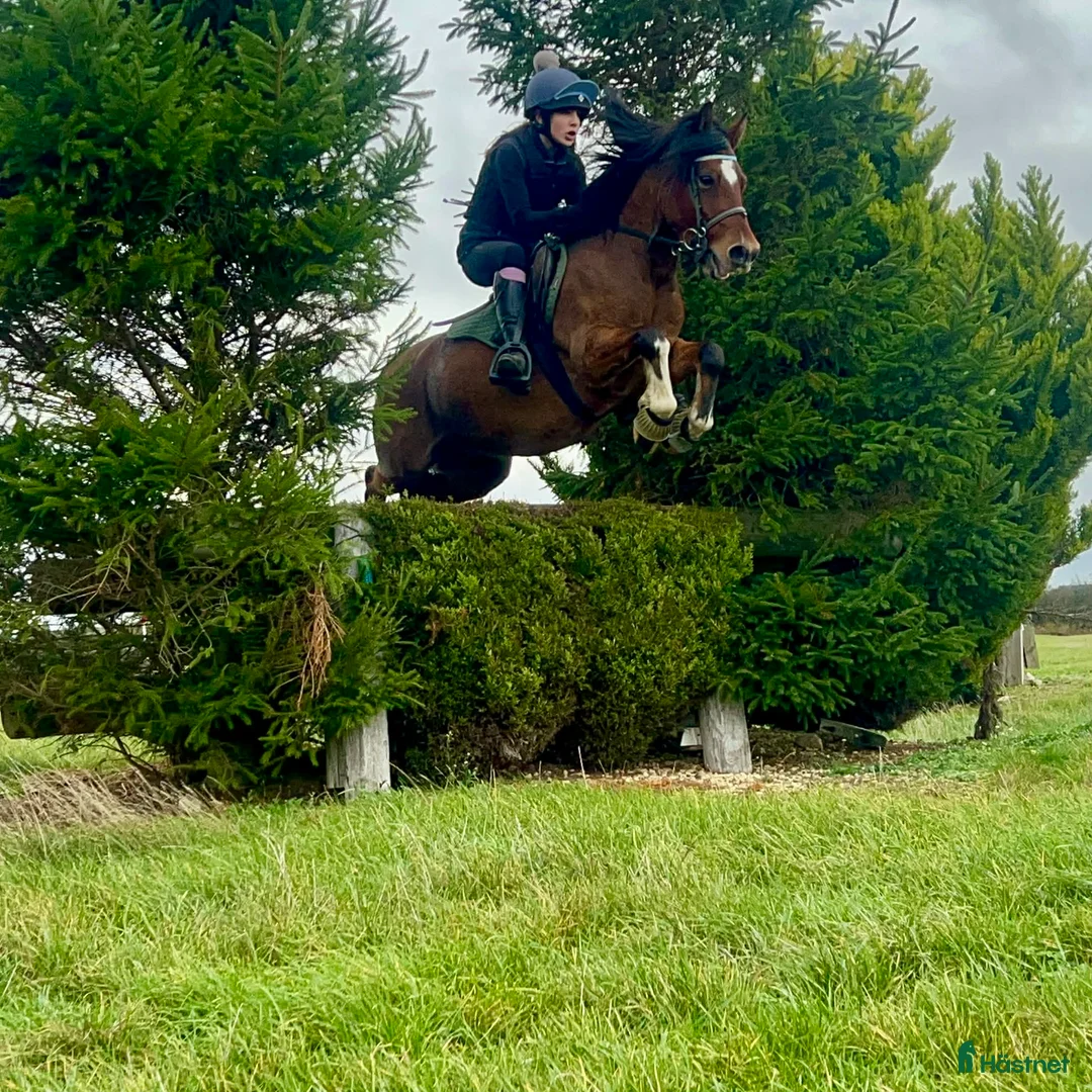 Hoppning hästar till salu: Power pony vurderes solgt - Annons 1