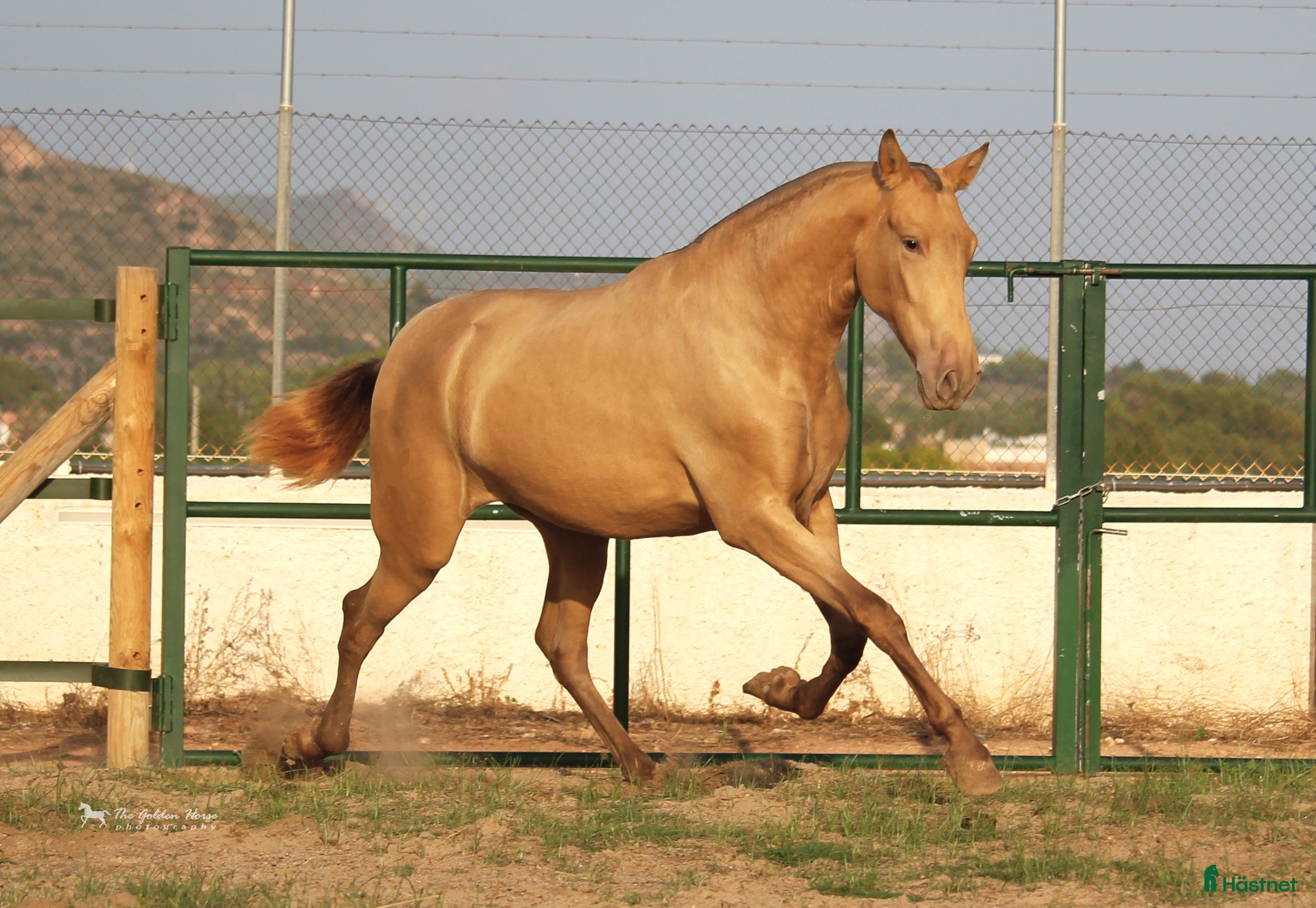  hästar PRE horses directly from breeder in Spain i Náquera - Annons 1