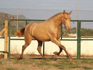hästar PRE horses directly from breeder in Spain i Náquera - Annons 6