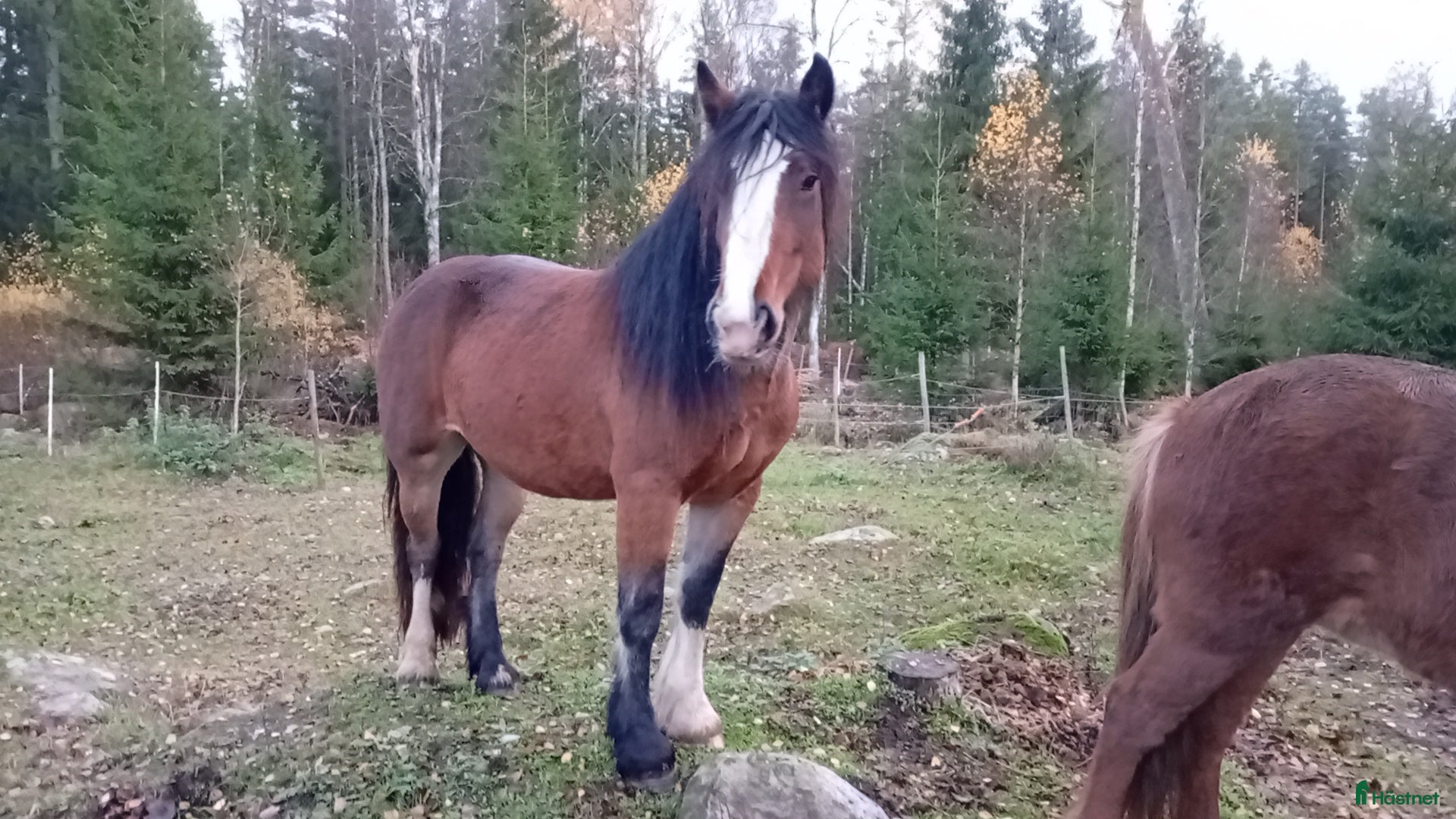  hästar Söker läromästare häst att byta mot min unghäst  - Annons 1