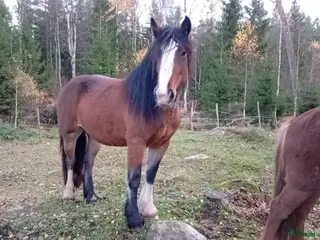 hästar Söker läromästare häst att byta mot min unghäst - Annons 1