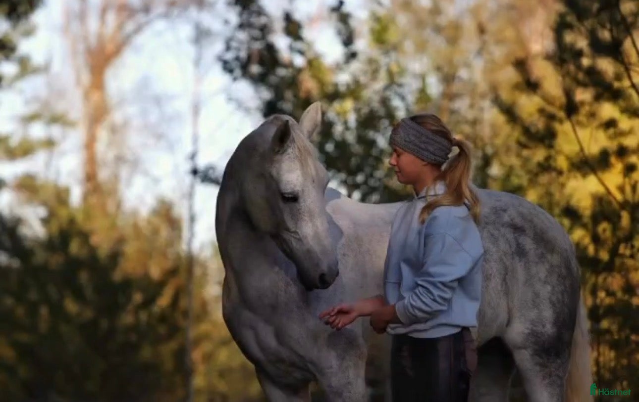  hästar En ponny för hela familjen - Annons 13