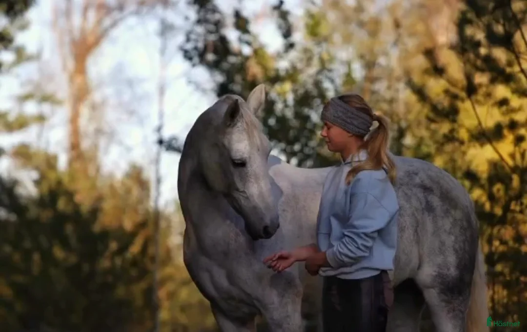 Allround hästar till salu: En ponny för hela familjen - Annons 1