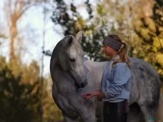 hästar En ponny för hela familjen - Annons 13