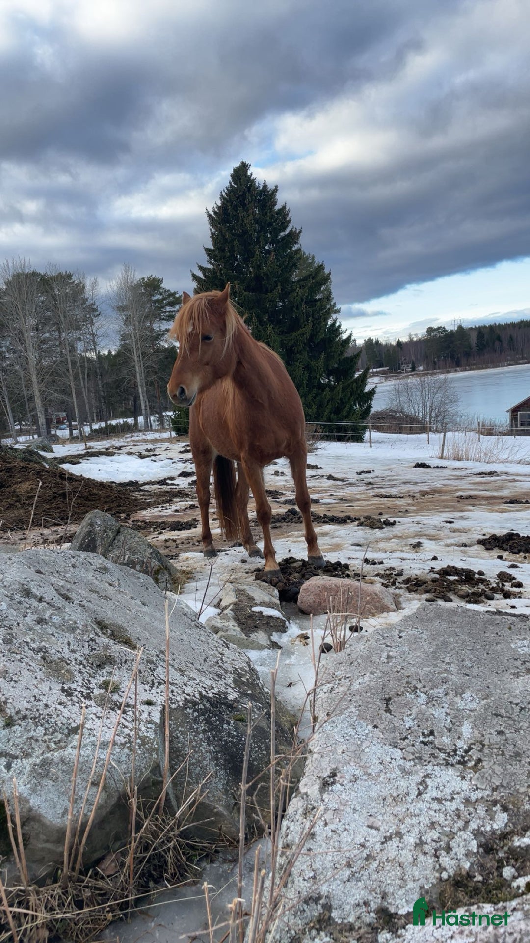 Allround hästar till salu: Sockersöt C-ponny i Helgum - Annons 6