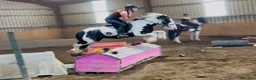 Allround hästar till salu: Super 128 gelding  - Annons 6
